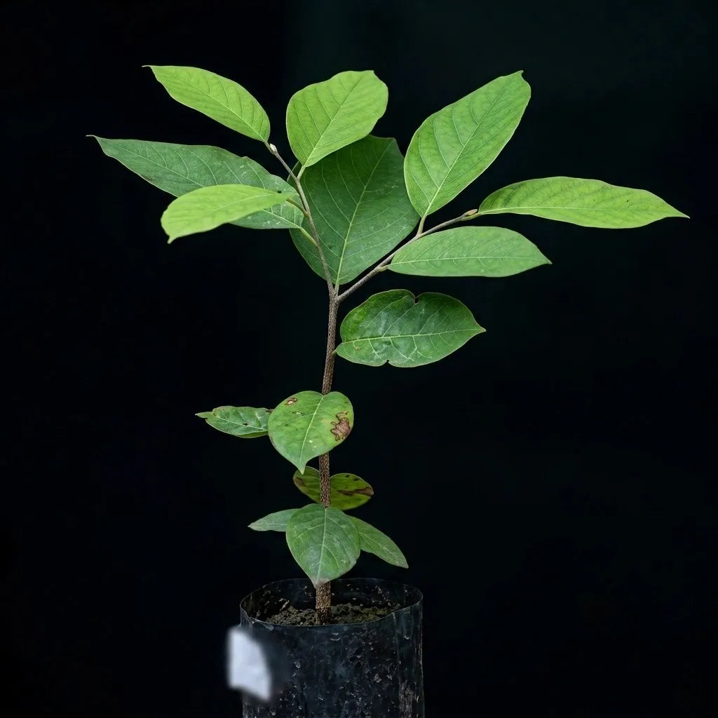 Sampouch seedling live fruit plant in nursery pot with healthy green foliage | Exotic tropical fruit plant | Keraleaf