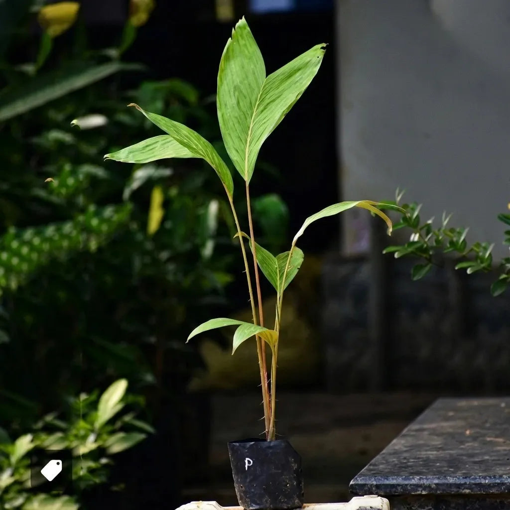 White Salak seedling live fruit plant in nursery pot with healthy green foliage | Exotic tropical fruit plant | Keraleaf