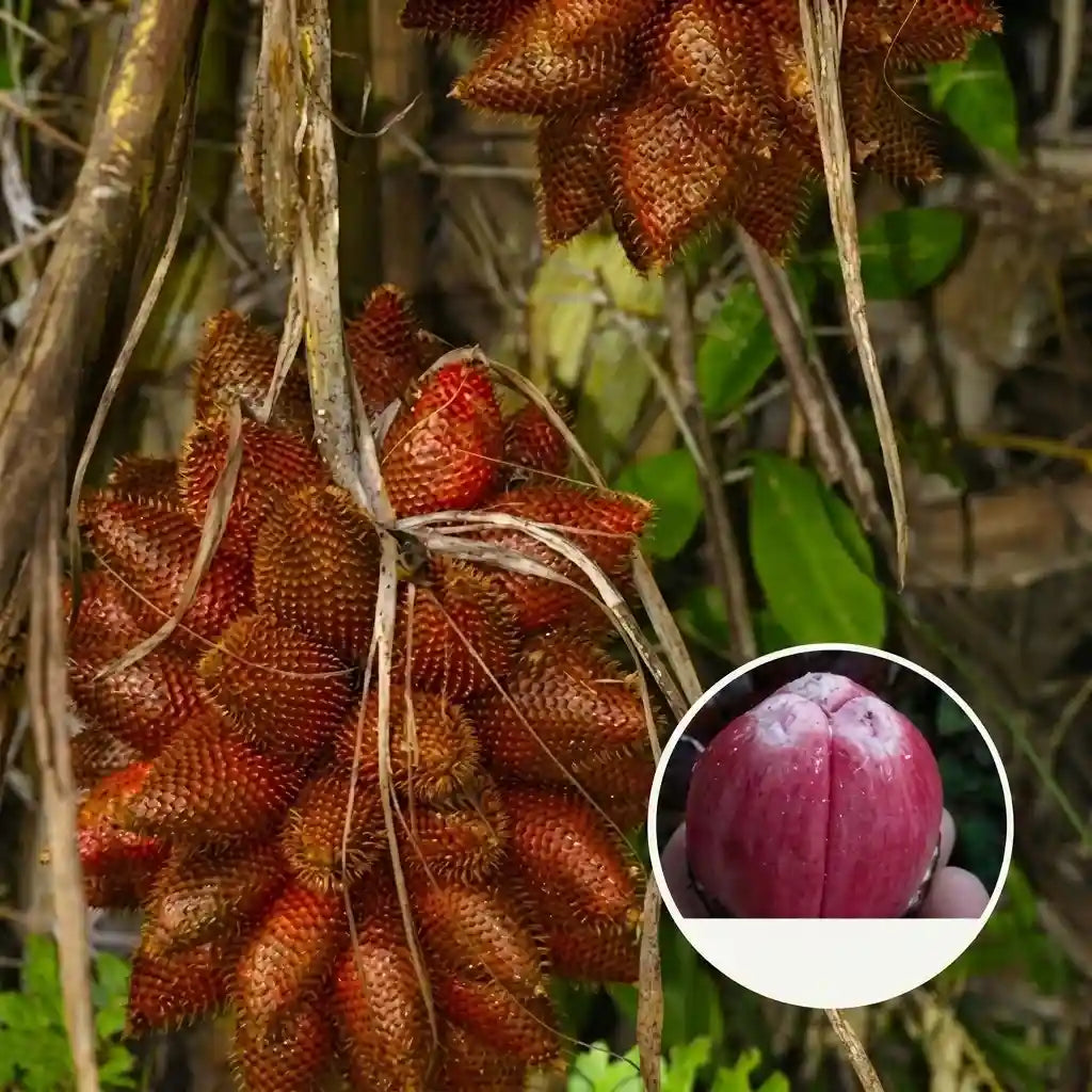 Red Salak seedling live fruit plant in nursery pot with healthy green foliage | Exotic tropical fruit plant | Keralea