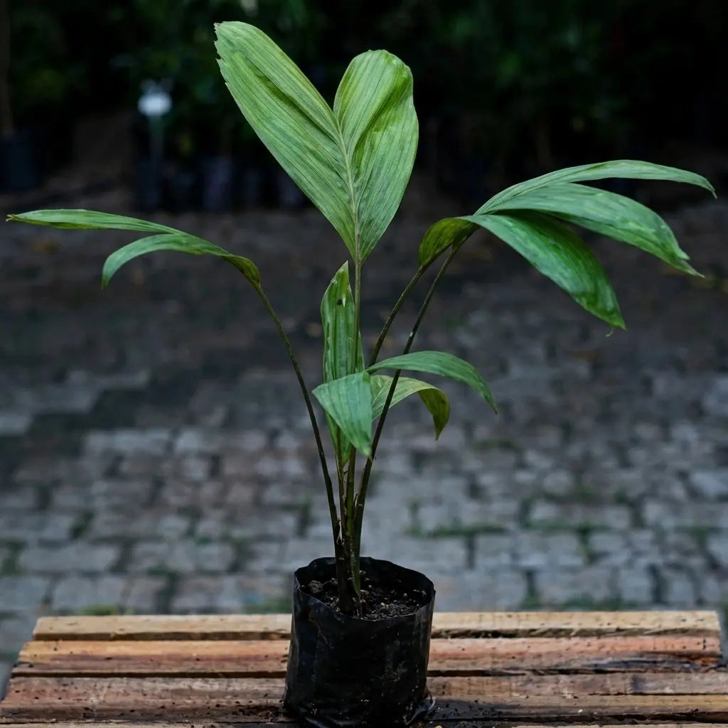 Red Salak seedling live fruit plant in nursery pot with healthy green foliage | Exotic tropical fruit plant | Keralea