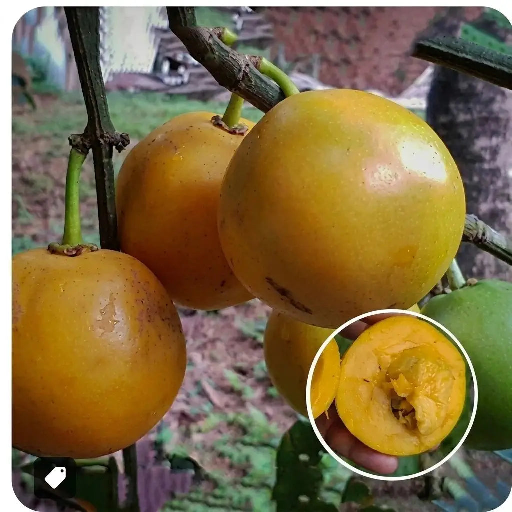 Russell Sweet (Garcinia Russelii) live fruit plant in nursery pot with healthy green foliage | Exotic tropical fruit plant | Keraleaf