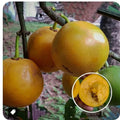 Russell Sweet (Garcinia Russelii) live fruit plant in nursery pot with healthy green foliage | Exotic tropical fruit plant | Keraleaf