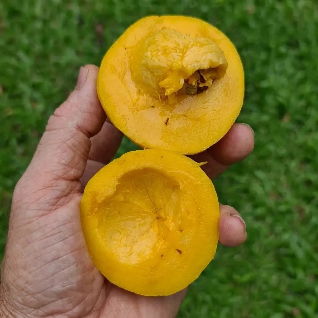 Russell Sweet (Garcinia Russelii) live fruit plant in nursery pot with healthy green foliage | Exotic tropical fruit plant | Keraleaf