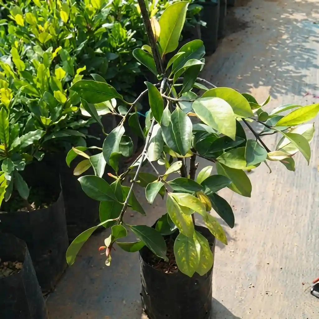 Russell Sweet (Garcinia Russelii) live fruit plant in nursery pot with healthy green foliage | Exotic tropical fruit plant | Keraleaf