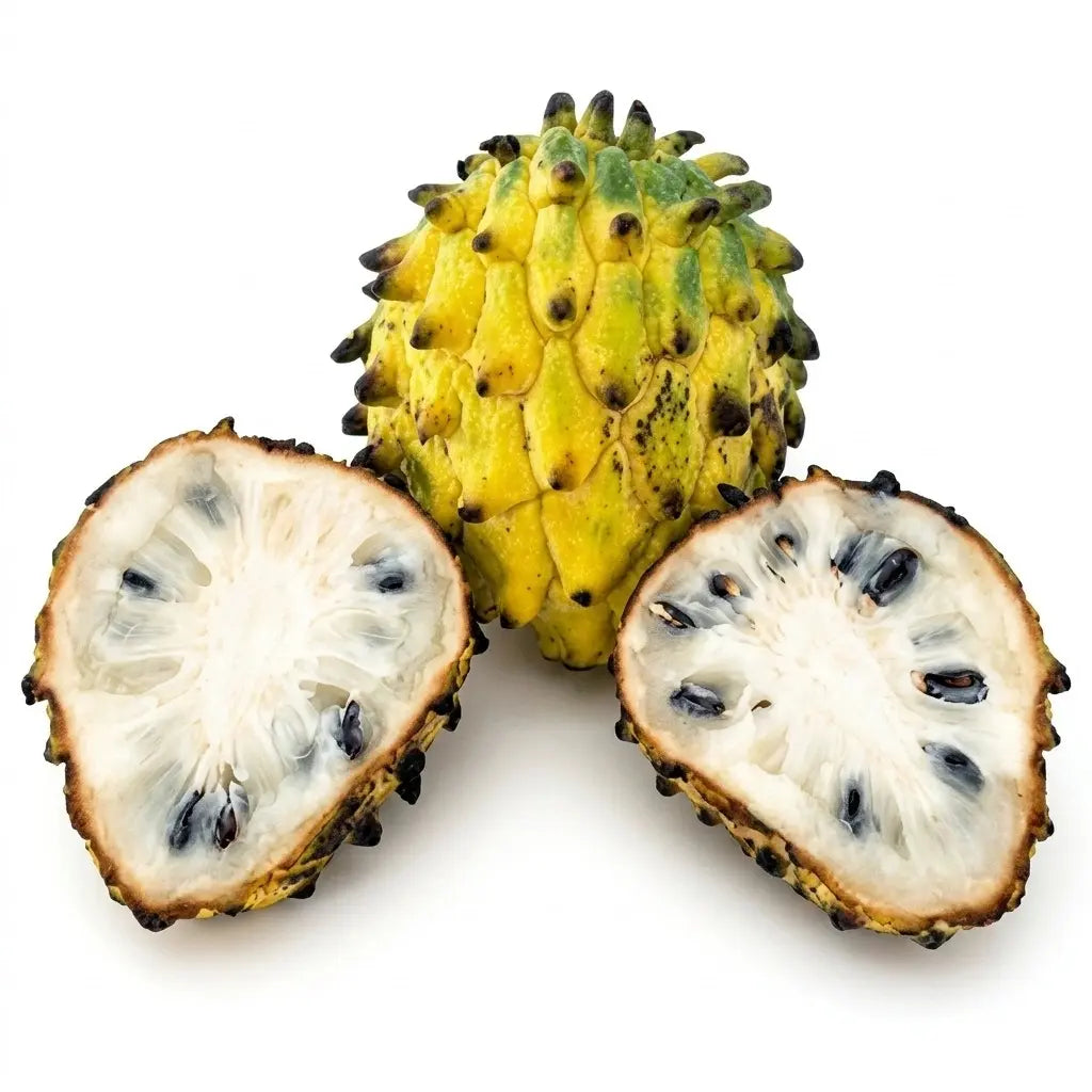 Rollinia (Custard Apple Family) live fruit plant in nursery pot with healthy green foliage | Exotic tropical fruit plant | Keraleaf
