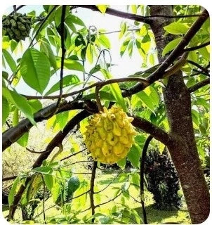 Rollinia (Custard Apple Family) live fruit plant in nursery pot with healthy green foliage | Exotic tropical fruit plant | Keraleaf