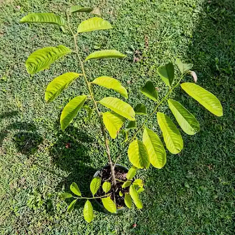 Rollinia (Custard Apple Family) live fruit plant in nursery pot with healthy green foliage | Exotic tropical fruit plant | Keraleaf