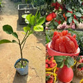 Red Pomelo layered live fruit plant in nursery pot with healthy green foliage | Premium citrus fruit plant | Keraleaf