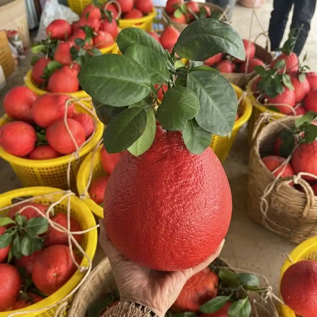 Red Pomelo layered live fruit plant in nursery pot with healthy green foliage | Premium citrus fruit plant | Keraleaf