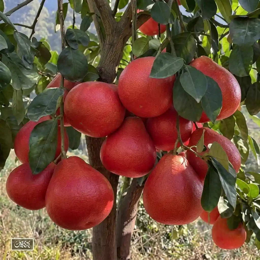 Red Pomelo layered live fruit plant in nursery pot with healthy green foliage | Premium citrus fruit plant | Keraleaf