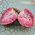 Red Araticum seedling live fruit plant in nursery pot with healthy green foliage | Exotic tropical fruit plant | Keraleaf