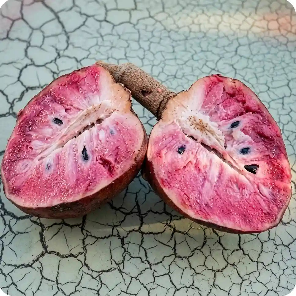 Red Araticum seedling live fruit plant in nursery pot with healthy green foliage | Exotic tropical fruit plant | Keraleaf