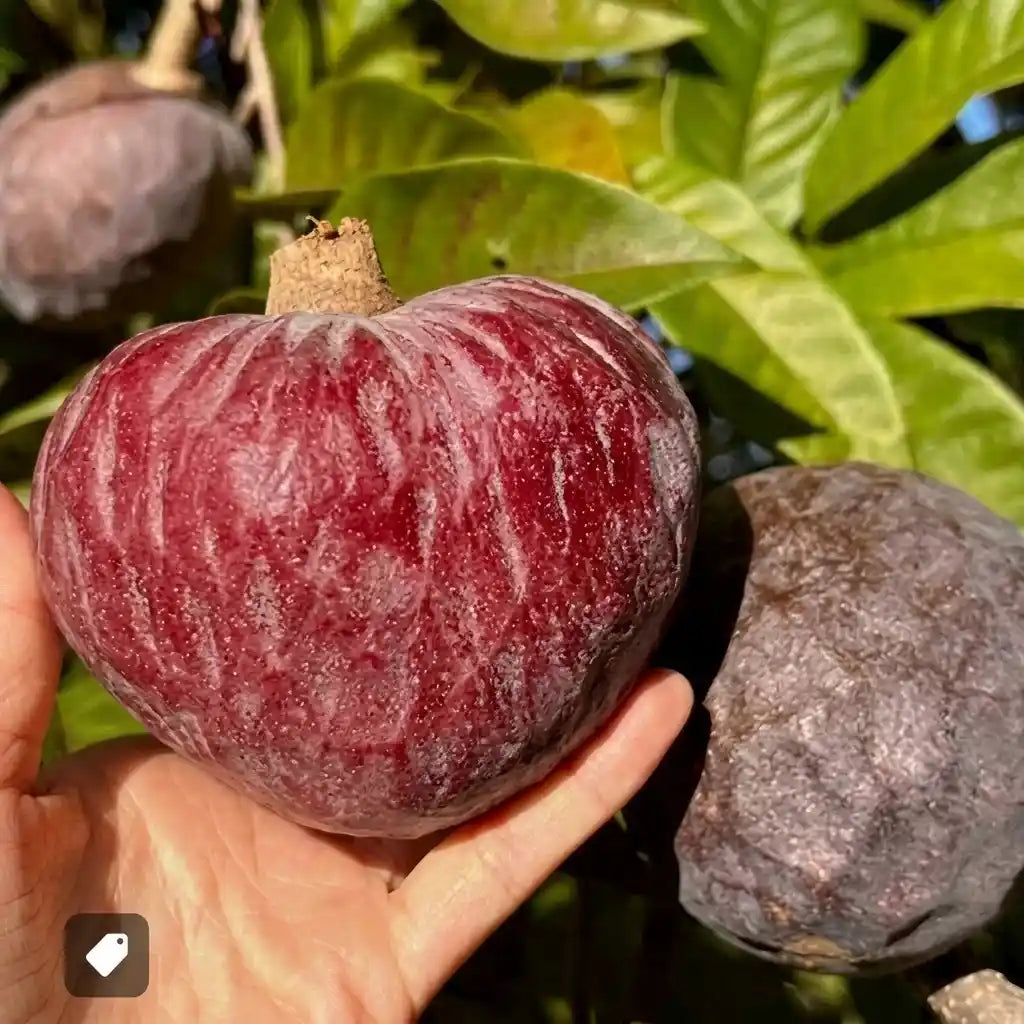 Red Araticum seedling live fruit plant in nursery pot with healthy green foliage | Exotic tropical fruit plant | Keraleaf