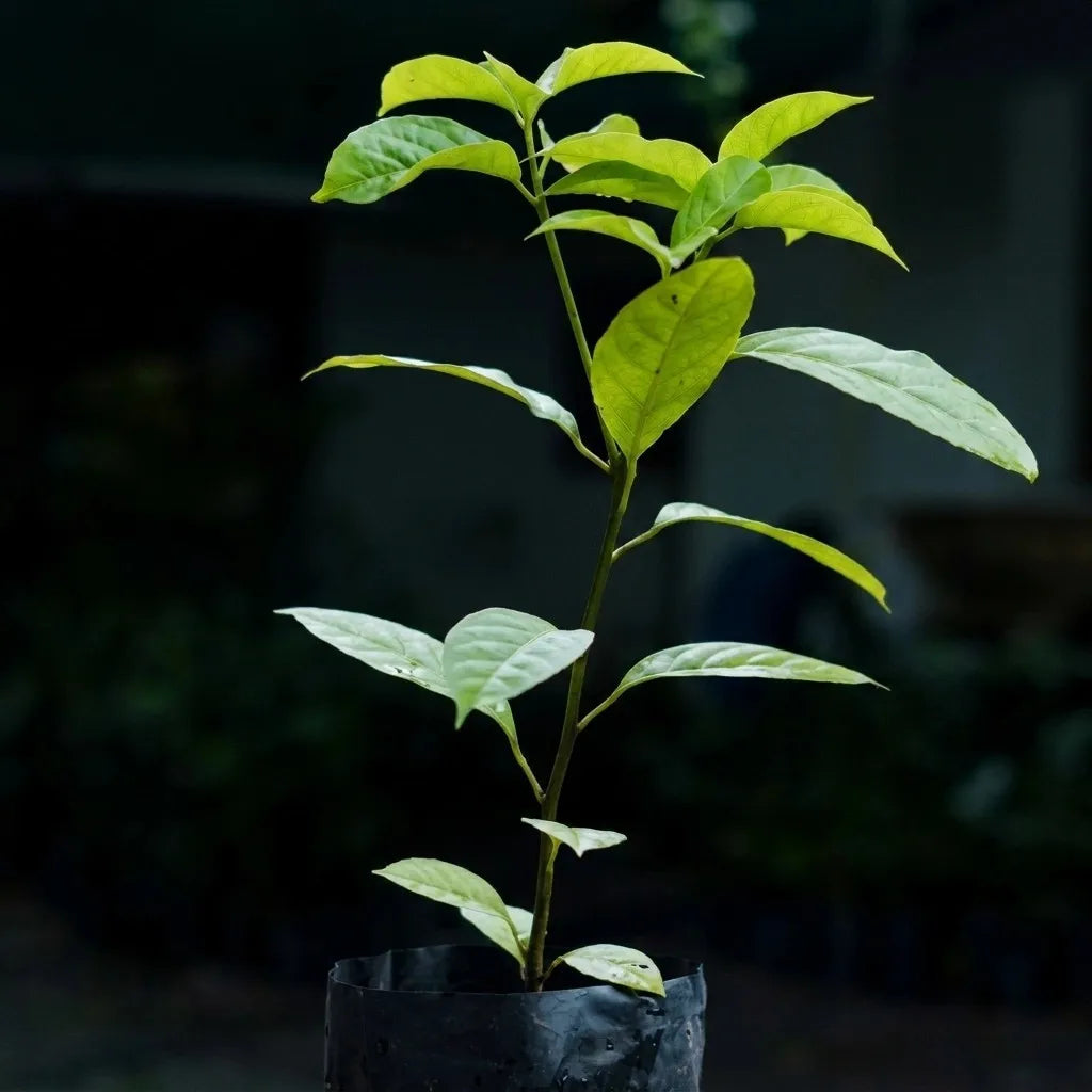 Red Araticum seedling live fruit plant in nursery pot with healthy green foliage | Exotic tropical fruit plant | Keraleaf