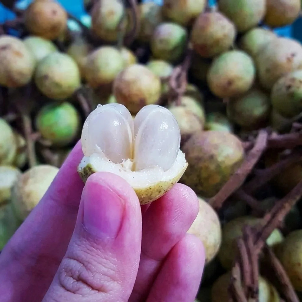 White Rambai seedling live fruit plant in nursery pot with healthy green foliage | Exotic tropical fruit plant | Keralea