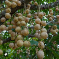 White Rambai seedling live fruit plant in nursery pot with healthy green foliage | Exotic tropical fruit plant | Keralea