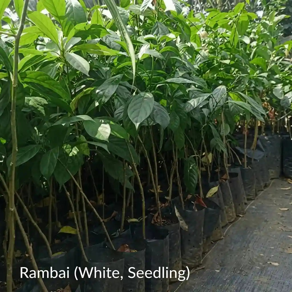 White Rambai seedling live fruit plant in nursery pot with healthy green foliage | Exotic tropical fruit plant | Keralea