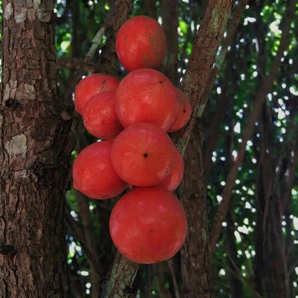 Red Rambai seedling live fruit plant in nursery pot with healthy green foliage | Exotic tropical fruit plant | Keraleaf