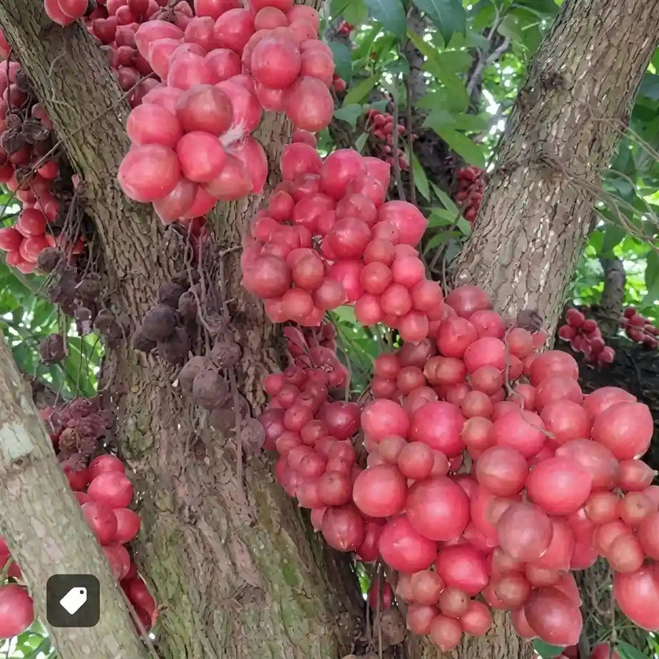 Red Rambai seedling live fruit plant in nursery pot with healthy green foliage | Exotic tropical fruit plant | Keraleaf