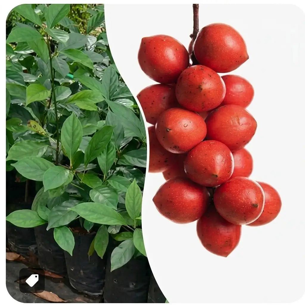 Red Rambai seedling live fruit plant in nursery pot with healthy green foliage | Exotic tropical fruit plant | Keraleaf