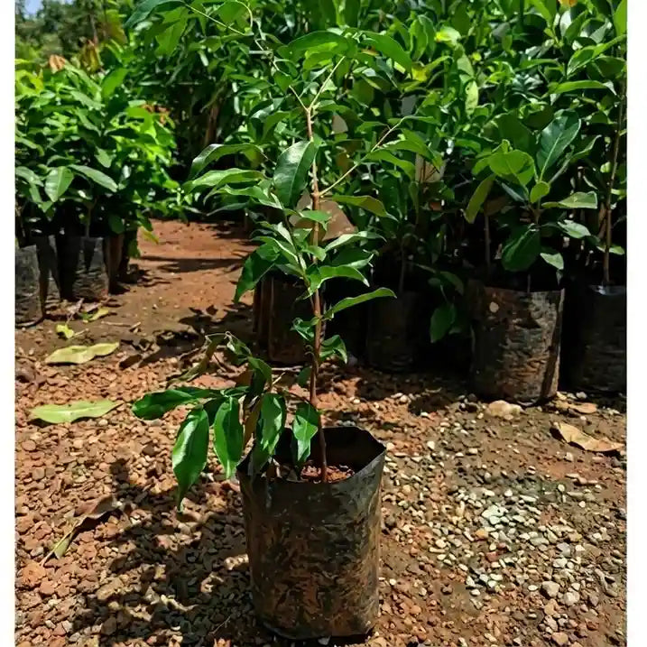 Rain Forest Plum layered live fruit plant in nursery pot with healthy green foliage | Exotic tropical fruit plant | Keraleaf