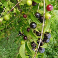 Rain Forest Plum layered live fruit plant in nursery pot with healthy green foliage | Exotic tropical fruit plant | Keraleaf