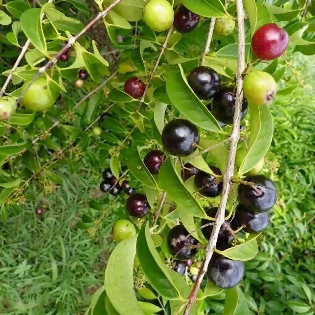 Rain Forest Plum layered live fruit plant in nursery pot with healthy green foliage | Exotic tropical fruit plant | Keraleaf