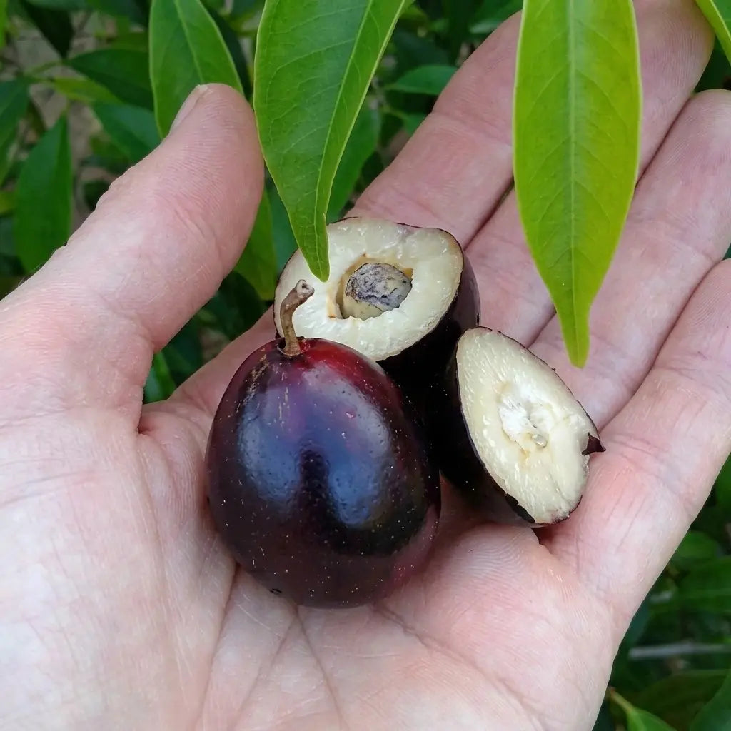 Rain Forest Plum layered live fruit plant in nursery pot with healthy green foliage | Exotic tropical fruit plant | Keraleaf