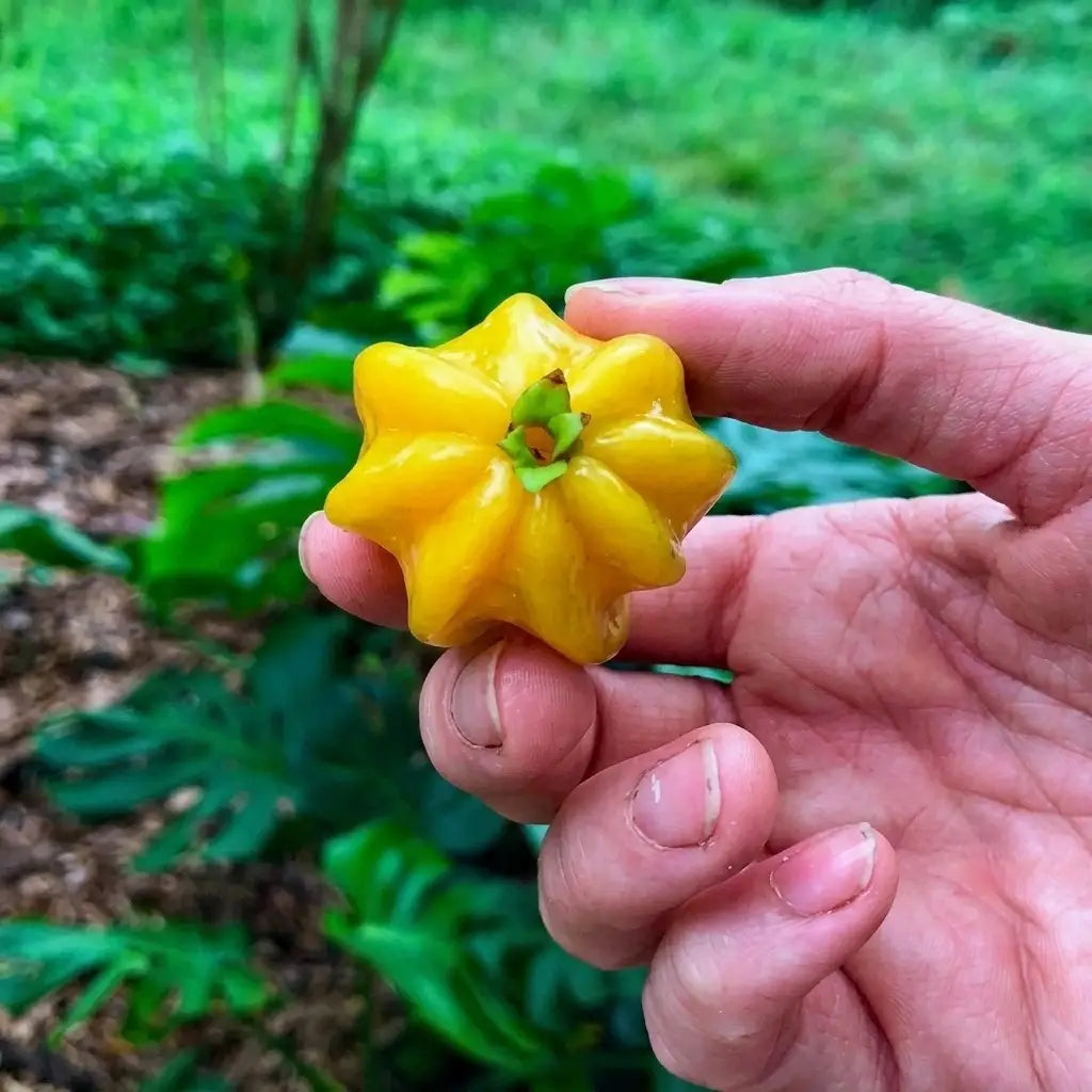 Pitangatuba (Eugenia selloi) live fruit plant in nursery pot with healthy green foliage | Exotic tropical fruit plant | Keraleaf