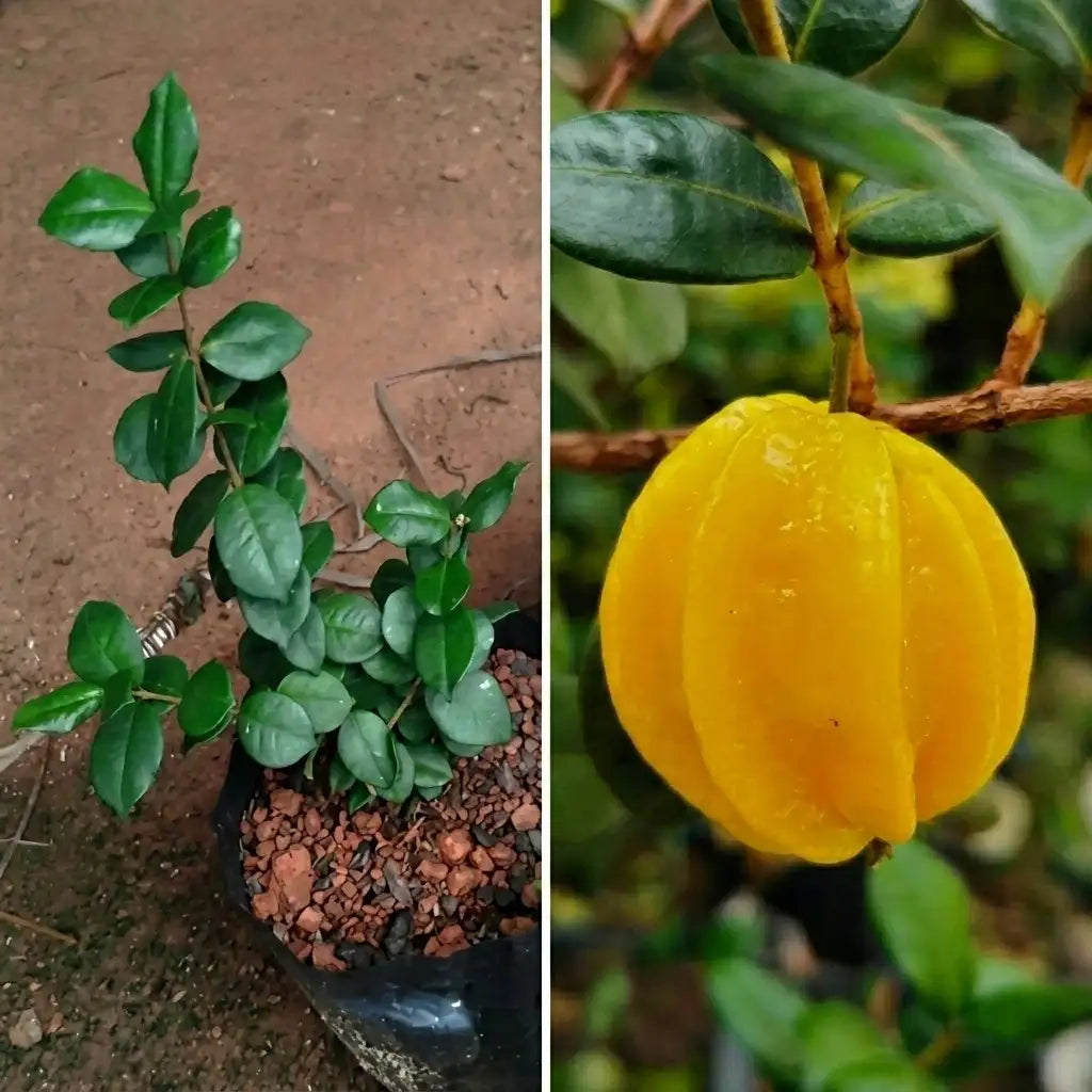 Pitangatuba (Eugenia selloi) live fruit plant in nursery pot with healthy green foliage | Exotic tropical fruit plant | Keraleaf