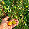 Pitangatuba (Eugenia selloi) live fruit plant in nursery pot with healthy green foliage | Exotic tropical fruit plant | Keraleaf