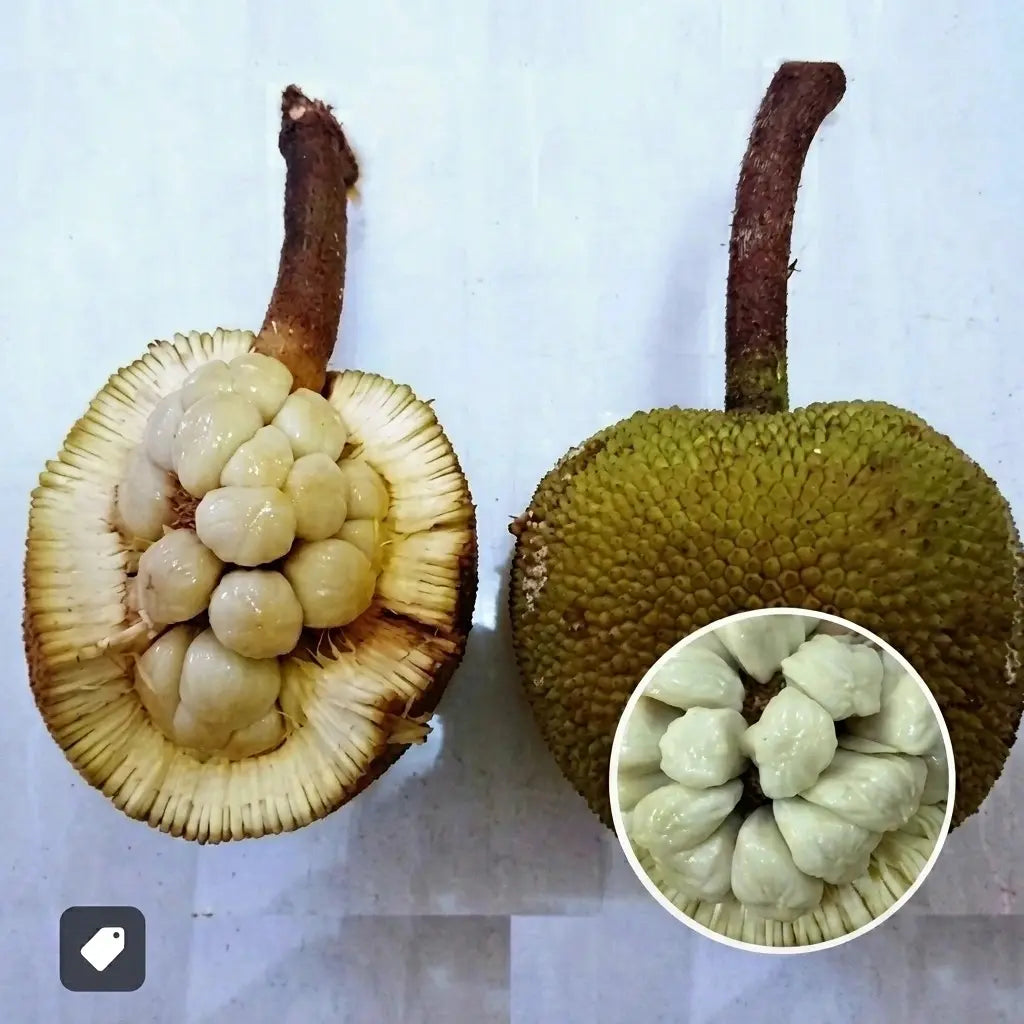 Pingan seedling live fruit plant in nursery pot with healthy green foliage | Exotic tropical fruit plant | Keraleaf