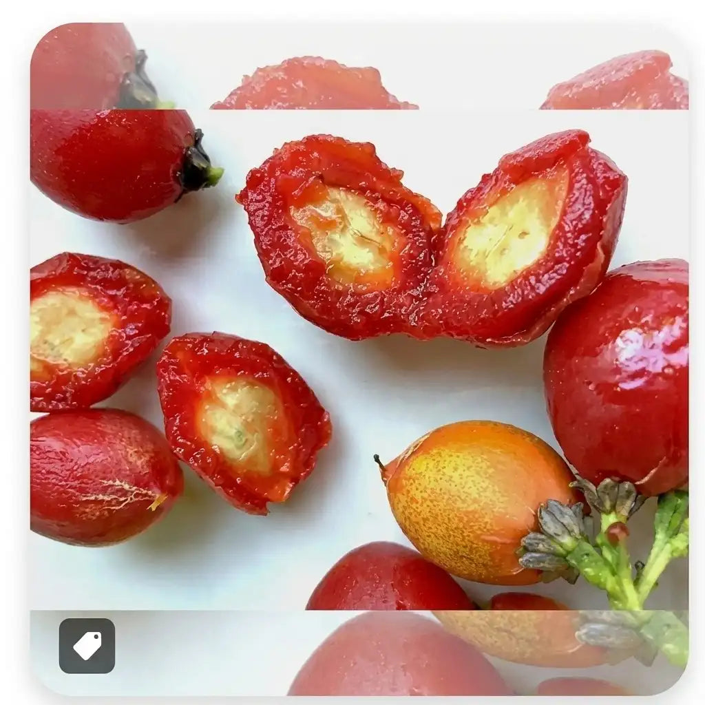 Peanut Butter Fruit seedling live fruit plant in nursery pot with healthy green foliage | Exotic tropical fruit plant | Keraleaf