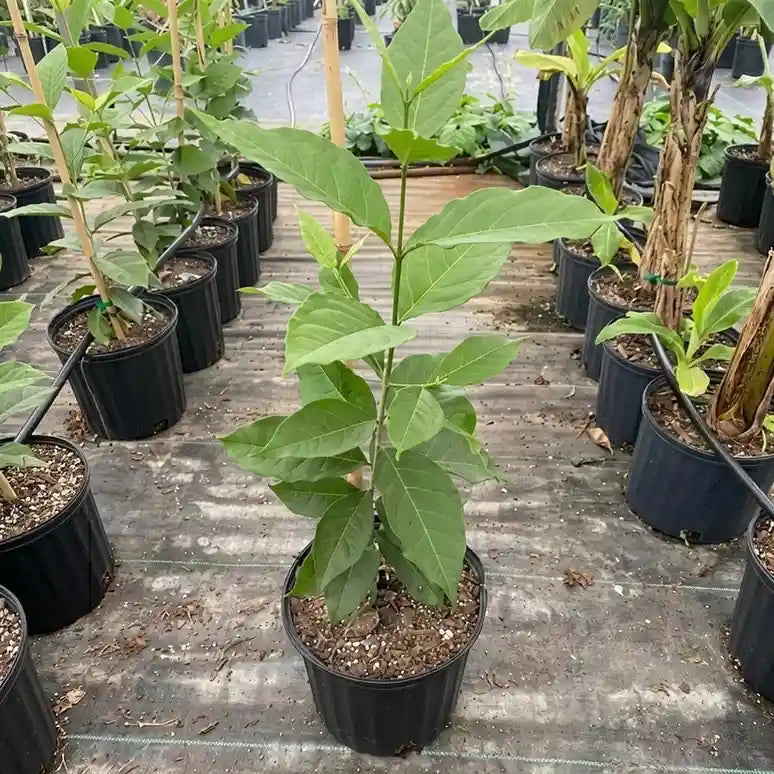 Peanut Butter Fruit seedling live fruit plant in nursery pot with healthy green foliage | Exotic tropical fruit plant | Keraleaf