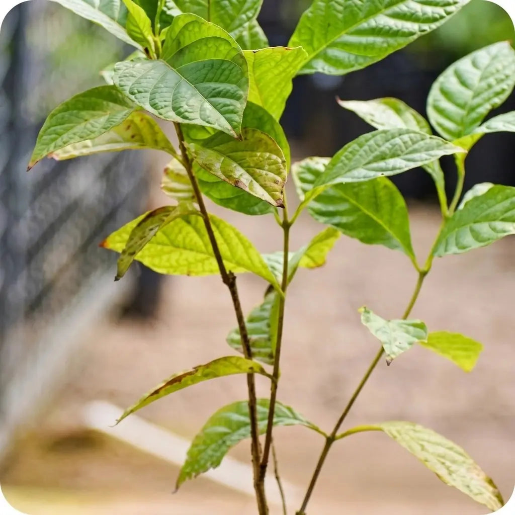 Palilo seedling live fruit plant in nursery pot with healthy green foliage | Exotic tropical fruit plant | Keraleaf