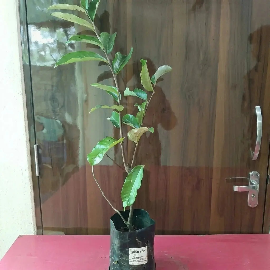 Olosapo seedling live fruit plant in nursery pot with healthy green foliage | Exotic tropical fruit plant | Keraleaf
