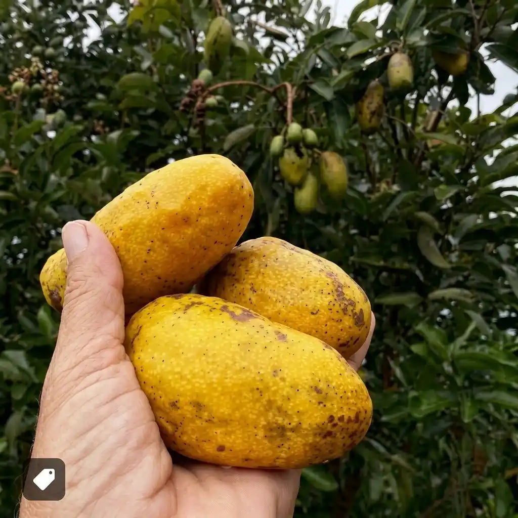 Olosapo seedling live fruit plant in nursery pot with healthy green foliage | Exotic tropical fruit plant | Keraleaf