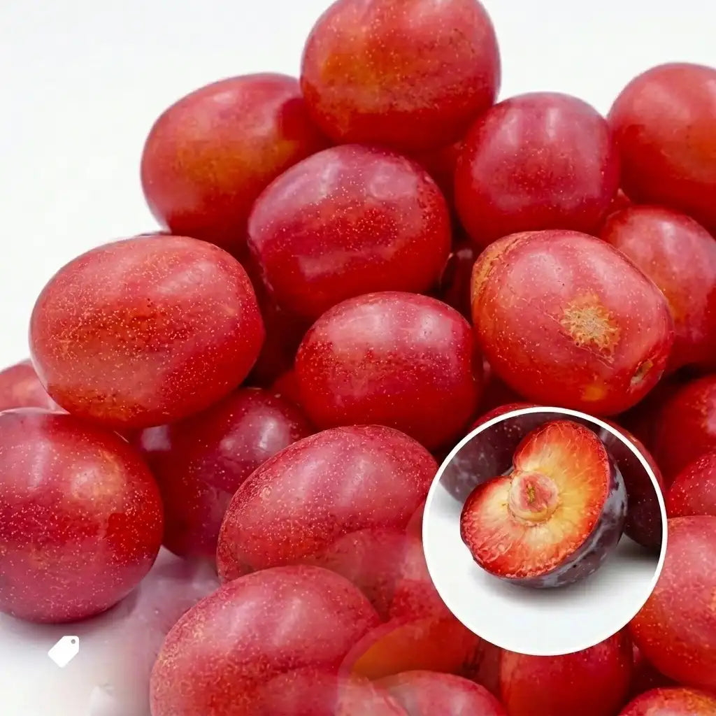 Red Nance seedling live fruit plant in nursery pot with healthy green foliage | Exotic tropical fruit plant | Keraleaf