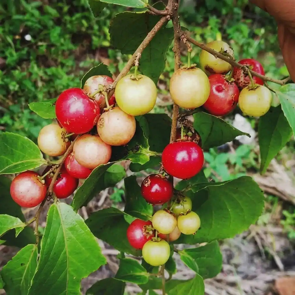 Red Nance seedling live fruit plant in nursery pot with healthy green foliage | Exotic tropical fruit plant | Keraleaf