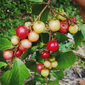Red Nance seedling live fruit plant in nursery pot with healthy green foliage | Exotic tropical fruit plant | Keraleaf