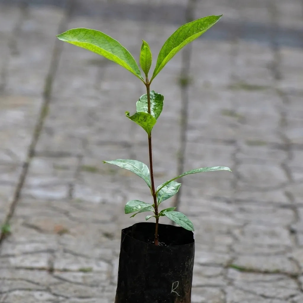 Red Nance seedling live fruit plant in nursery pot with healthy green foliage | Exotic tropical fruit plant | Keraleaf