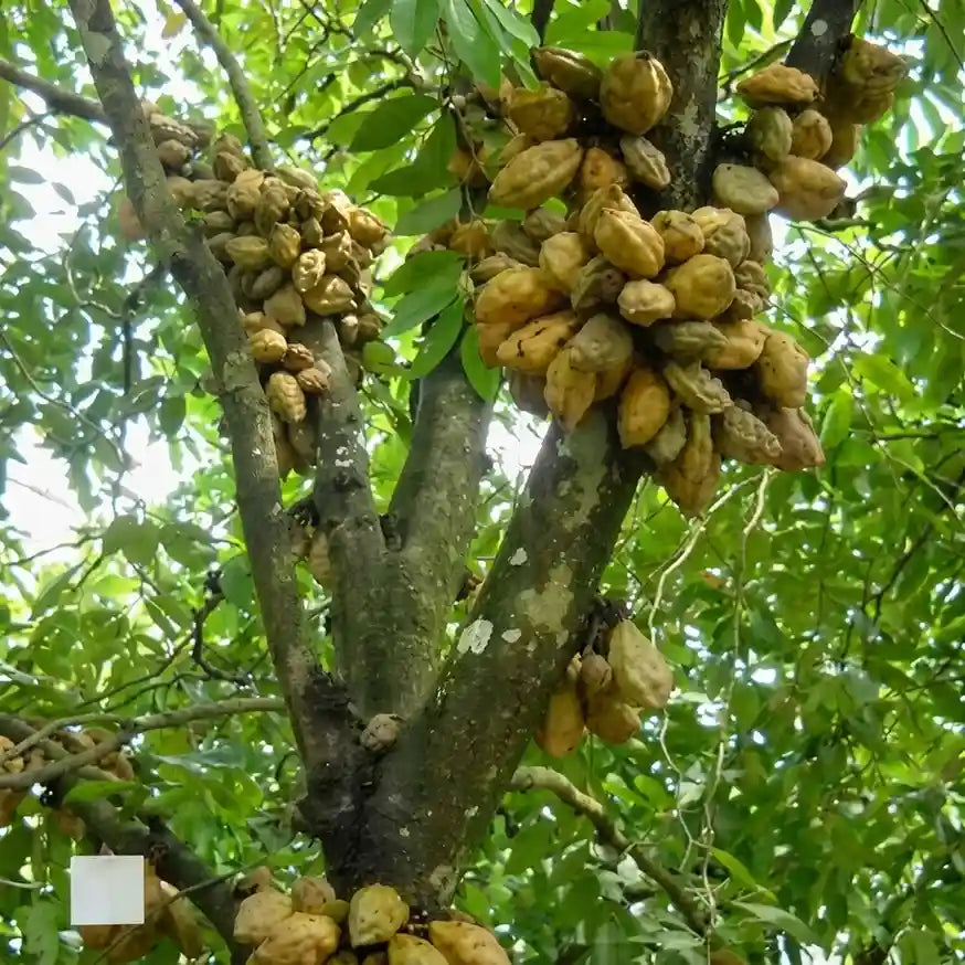 Nam Nam seedling live fruit plant in nursery pot with healthy green foliage | Exotic tropical fruit plant | Keraleaf