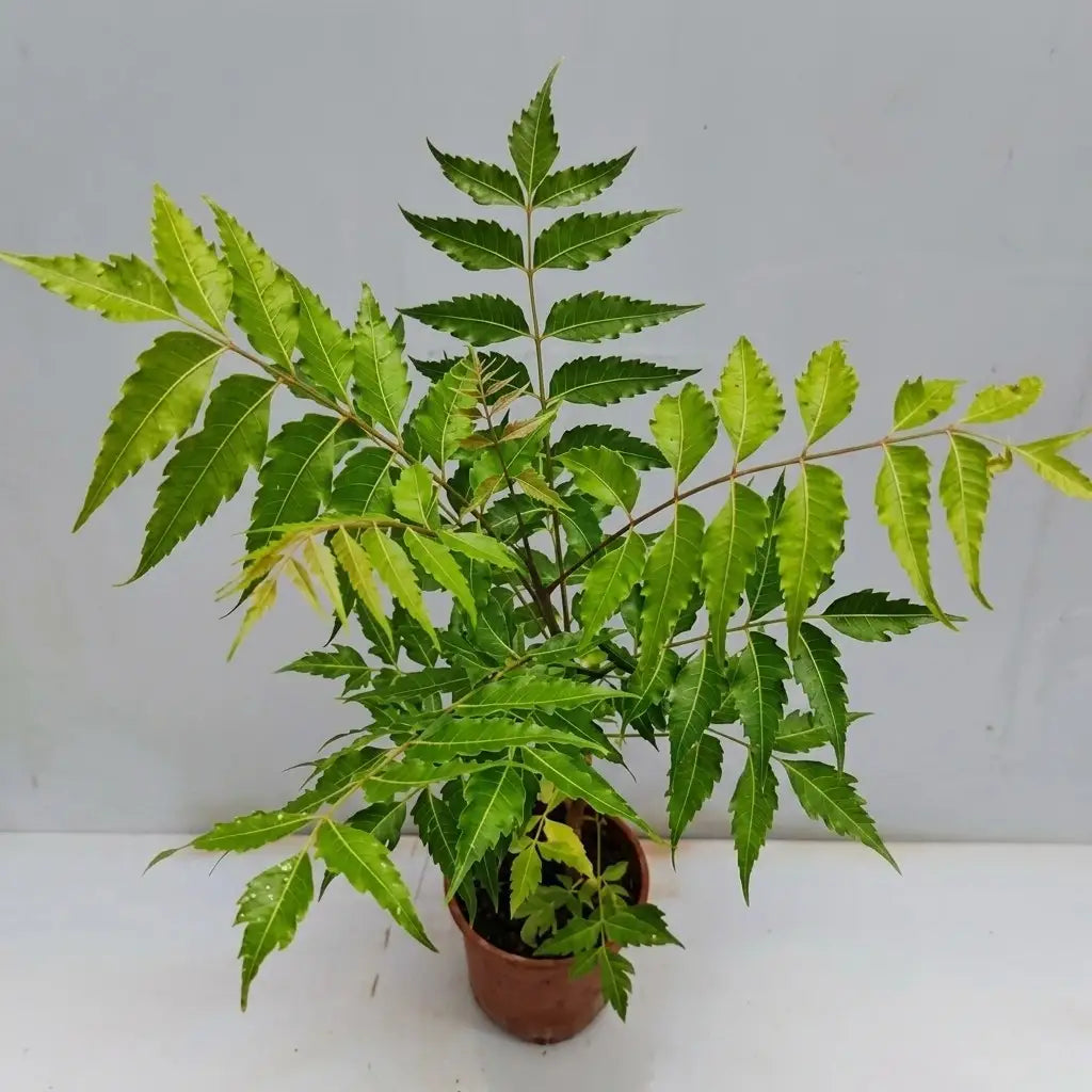 Nam Nam seedling live fruit plant in nursery pot with healthy green foliage | Exotic tropical fruit plant | Keraleaf