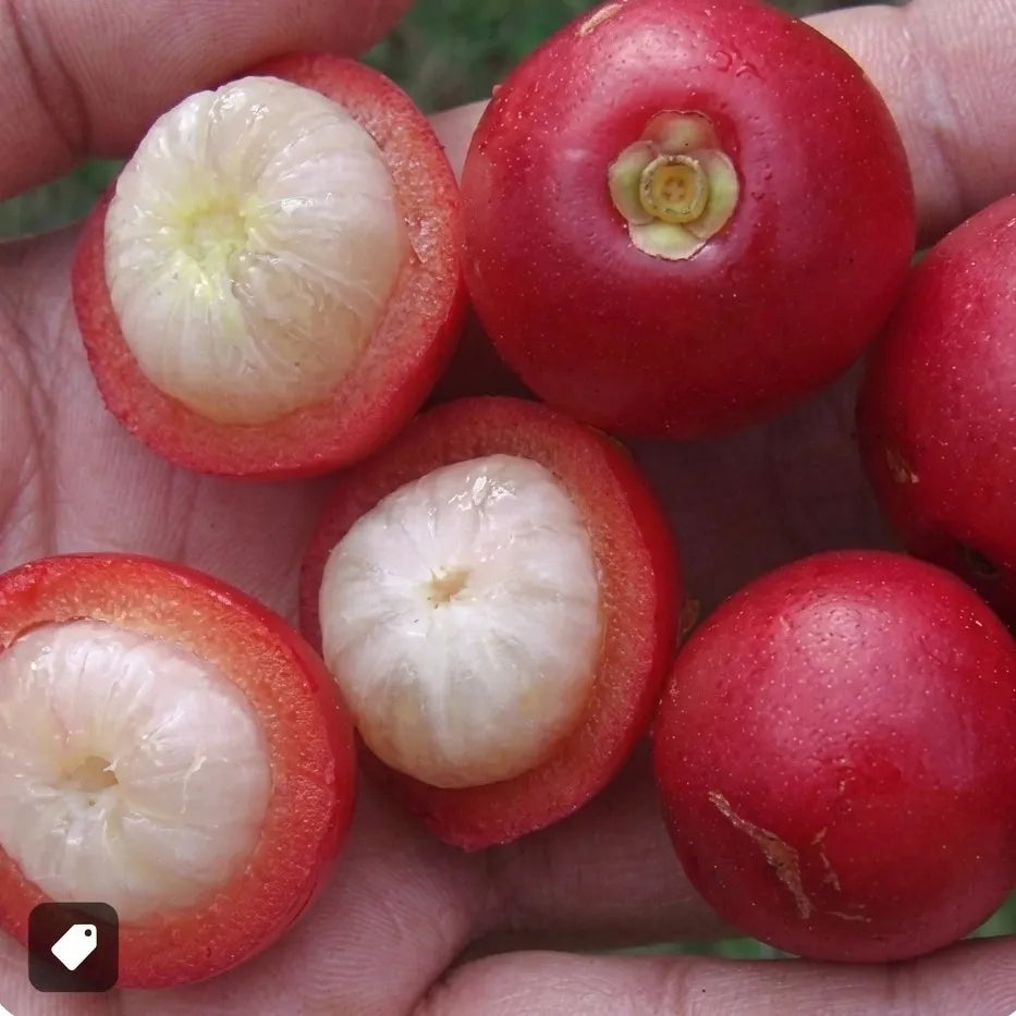 Mundar seedling live fruit plant in nursery pot with healthy green foliage | Exotic tropical fruit plant | Keraleaf