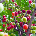 Mundar seedling live fruit plant in nursery pot with healthy green foliage | Exotic tropical fruit plant | Keraleaf