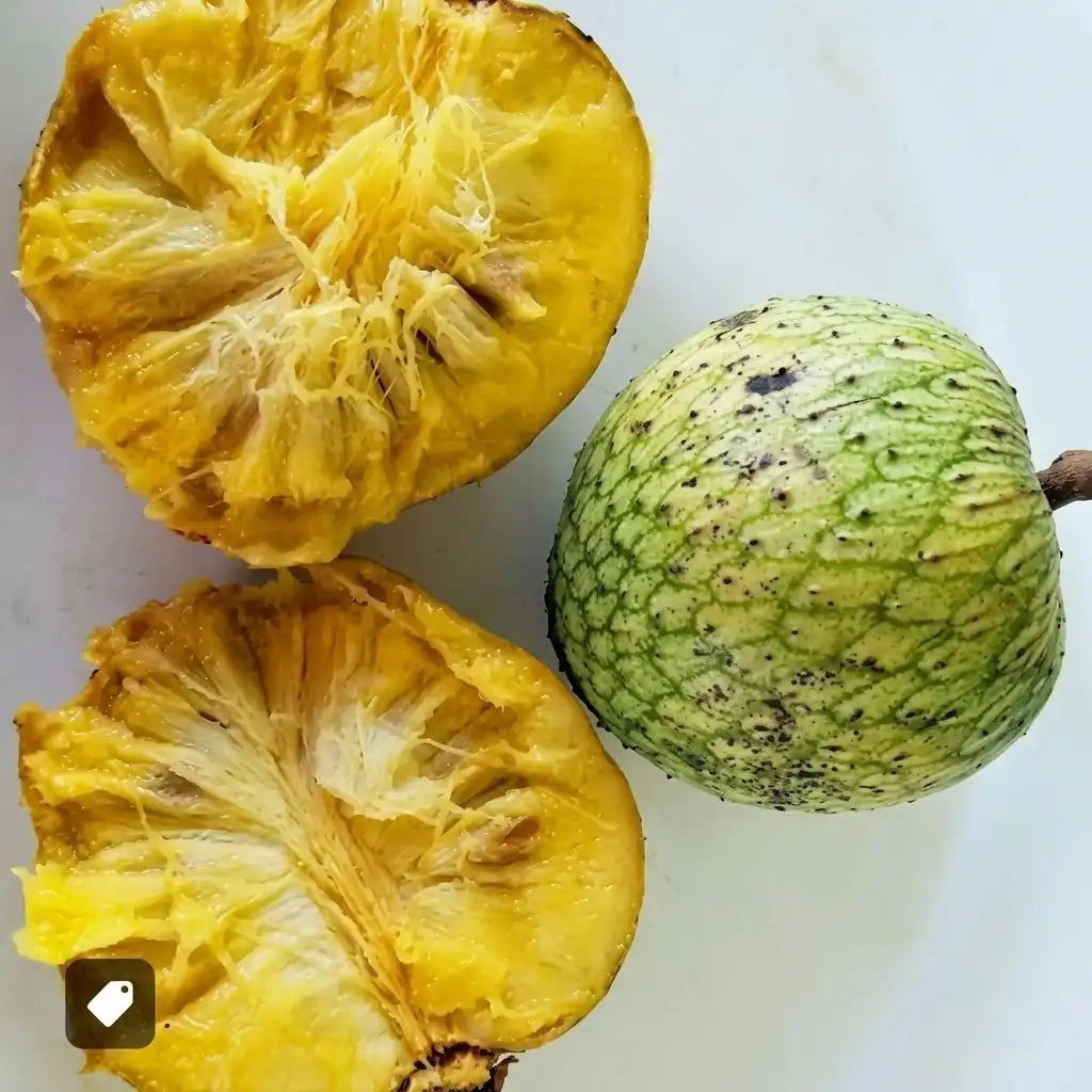 Mountain Soursop seedling live fruit plant in nursery pot with healthy green foliage | Exotic tropical fruit plant | Keraleaf