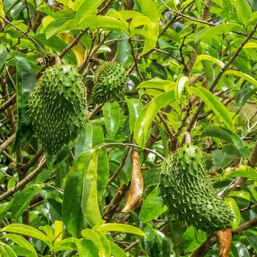 Mountain Soursop seedling live fruit plant in nursery pot with healthy green foliage | Exotic tropical fruit plant | Keraleaf
