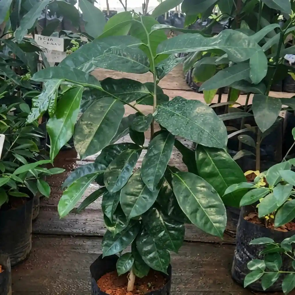 Mountain Soursop seedling live fruit plant in nursery pot with healthy green foliage | Exotic tropical fruit plant | Keraleaf