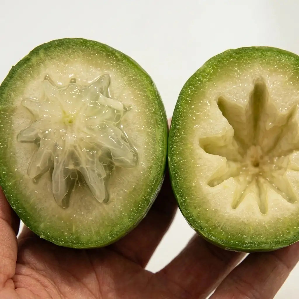 Milk Fruit (Star Apple) grafted live fruit plant in nursery pot with healthy green foliage | Premium tropical fruit plant | Keraleaf