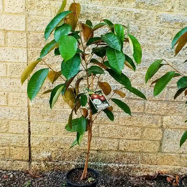 Milk Fruit (Star Apple) grafted live fruit plant in nursery pot with healthy green foliage | Premium tropical fruit plant | Keraleaf
